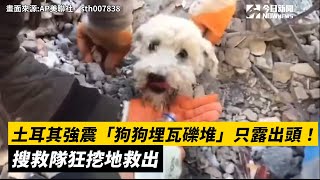 土耳其強震「狗狗埋瓦礫堆」只露出頭！搜救隊狂挖地救出｜NOWnews