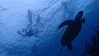 Turtle Snorkeling // 06~11~18 // Dhonfanu, Maldives