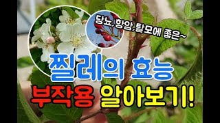 찔레의 효능과 부작용 (당뇨,관절염,탈모,비듬) 놀라운 효과