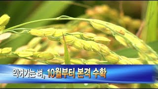 익어가는 벼, 10월부터 본격 수확[부산]