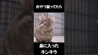 【切り抜き】おやつが鼻に入ってくしくしするチンチラ