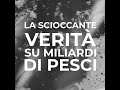 Acquacoltura: l'allevamento intensivo sott'acqua