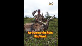 How To Preserve Velvet Antlers | Woodland Caribou of Newfoundland | Angling \u0026 Arrows.