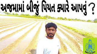 અજમા માં બીજું પિયત ક્યારે આપવું / ajamani kheti / ajamo / અજમાની ખેતી / અજમો