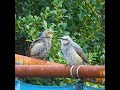 鳥の鳴き声 ヒヨドリが2羽（片方花粉まみれ）