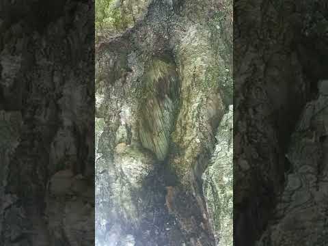 What did Injun Joe do when he saw Tom inside the cave?