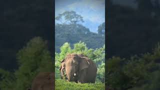 അരികൊമ്പൻ spotted #trending #shortvideo #travel #elephant #arikomban #അരികൊമ്പൻ #tusker #elephattack