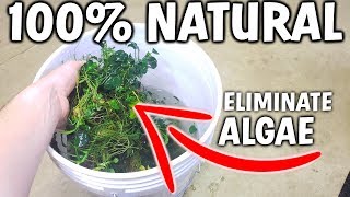 100% Natural Algae Removal In This Bucket?