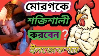 দুর্বল আসিল মোরগ  কিভাবে শক্তিশালী করবেন❔durbol morak murgi ke ki Baba Shakti shaly korben❔#aseel