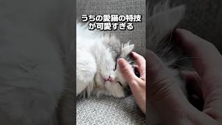 うちの愛猫の特技が可愛すぎる #shorts #猫 #愛猫 #スコティッシュフォールド #弟 #家族