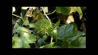 Wild Cucumber (Marah macrocarpus var. major) Santa Cruz Island, Channel Islands National Park