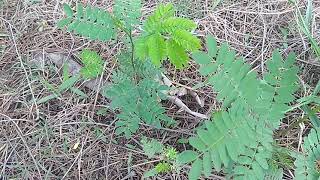 subabul tree farming gardener dost