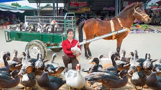 Use Horse Carriages To Harvest Many Musk Duck Goes To Countryside Market Sell | Ly Tieu Toan