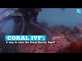 'Coral IVF': A way to save the Great Barrier Reef?