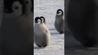 #penguin#cutepenguin عصابة البطاريق 😂🥰