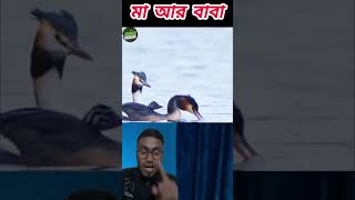 এই ভিডিও টা একটা সংসার এর প্রতিচ্ছবি।This video is a reflection of a world.