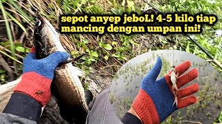 kita sikat semua ikan yang susah (makan sofrog)❗#anglerjujur #umpanjitu #umpanmancingpalingjitu