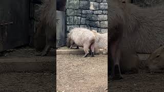 お乳のむよ赤ちゃんカピバラ(伊豆シャボテン動物公園) #capybara #Shorts