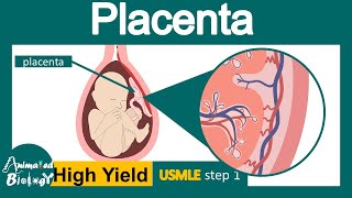 Placenta |  Structure and function of Placenta | Development of placenta | USML step 1