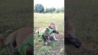 baby monkey playing with dog កូនស្វាលេងជាមួយឆ្កែ #monkeyvideo #monkeylubu #monkeydluffy #monkey4u