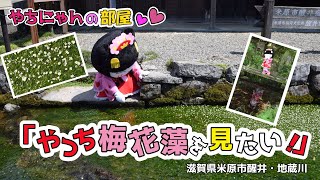 【お散歩】やっち梅花藻を見に行く！！～滋賀県米原市醒井・地蔵川～【やちにゃん】