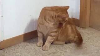 KITTY (Gramma's Cat vs Tail Round #1)
