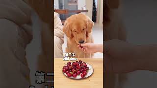 Dog: I quit!狗狗：我不干了 #retriever #goldenretriev #pets #cute #cutedog