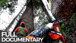 World's Most Dangerous Jobs: Lumberjacks | Free Documentary