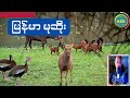 myanmar hunter episode 7