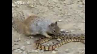 Borba vjeverica protiv zmije - snake vs squirrel