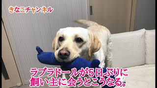 ラブラドールが5日ぶりに飼い主に会うとこうなる。Labrador Retriever