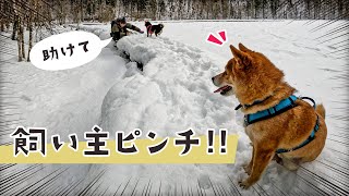 The most difficult walking course A cute Shiba Inu runs over to worry about its fallen owner