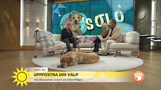 Så uppfostrar du din valp - hundcoachens bästa tips - Nyhetsmorgon (TV4)