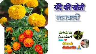 गेंदे की खेती की जानकारी 🌼🌼🌼🙏@Krishikijaankari #marigold #flowers