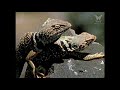 the collared lizard of the panamint mtns death valley california