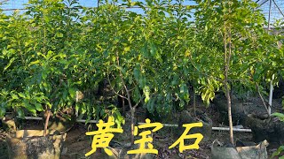 【老林赶野】很多網友問老林怎麼種的黃晶果現在都沒開花，今天就來跟大家分析一下