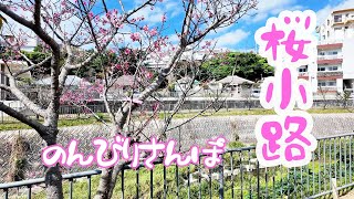 【北中城】石平の桜小路 ＃カンヒザクラ ＃寒緋桜 ＃桜さんぽ ＃散歩道