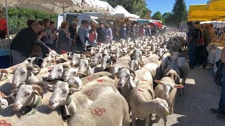 Cévennes : la transhumance des brebis vers les pâturages d'estive