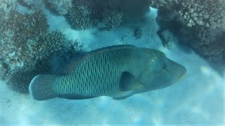 Napoleon wrasse (Cheilinus undulatus) Humphead wrasse, the Māori wrasse, Napoleon fish, Napoleonfish