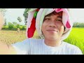 rice harvesting activities in svay yea village vlog video