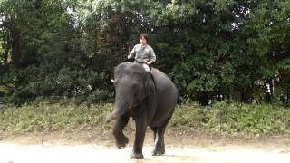 象のトレーニング(3)  (elephant training)