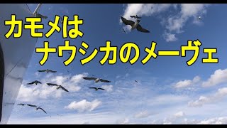 ナウシカの「メーヴェ」は絶対にカモメの飛ぶ姿！