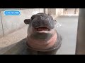 baby pygmy hippo tam tam says goodbye