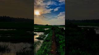 മഴയുള്ള വൈകുന്നേരം വയലത്തെ പക്ഷികളെ കണ്ടോ. Paddy Fields in Rainy Day #rain #trending #shorts #short