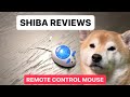 I Tried Giving My Shiba a Cat Toy