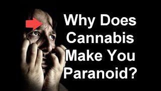 The Paranoia Paradox Unraveling Cannabis Mysteries