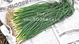 【玉ねぎ植え付け】うまくいけば1個14円！！[Planting onions] Hopefully 14 yen each! !