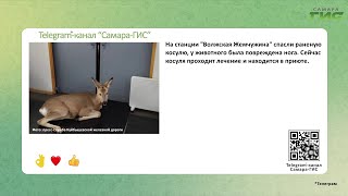 Telegram-канал \