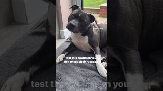 How Does Your Dog React To These Sounds