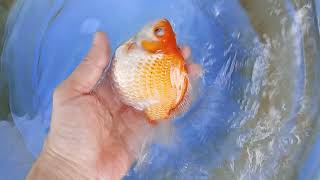 玉サバ 2023年産 2歳 ヤフオク 出品 6月24日 tamasaba goldfish 金魚 上見